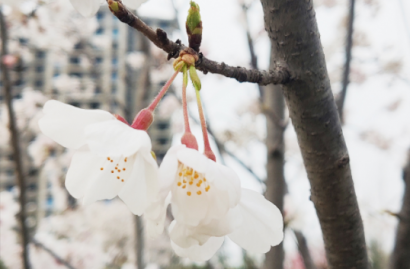 春分丨春暖花开，愿山河无恙 你我皆安